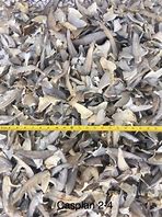 Image result for Dried Shark Fin