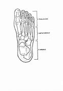 Image result for Medical Foot Anatomy