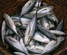 Image result for Ikan Laut Segar