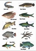 Image result for Macam Ikan