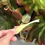 Image result for Succulent Leaf Rose