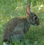 Image result for Rabbit Desktop