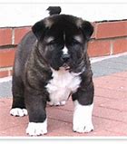 Image result for Black Akita Puppies