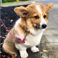 Image result for Sad Corgi