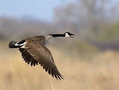 Image result for Goose In-Flight