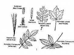 Image result for NC Tree Leaves