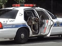 Image result for Police Car K9 Dog