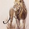 Image result for Simple Lion Drawing Pencil