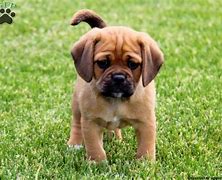 Image result for Puggle Love