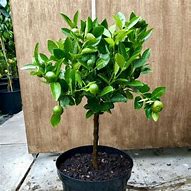 Image result for Acid Lime Tree