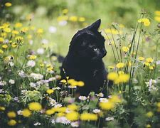 Image result for Spring Cat Screensavers