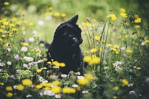 Image result for 3 Spring Cat Wallpaper