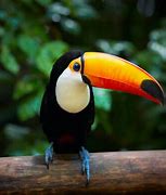 Image result for Toucan Pair