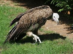 Image result for Vulture Representation