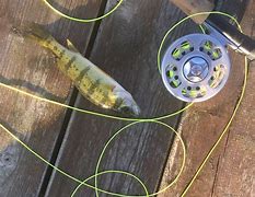 Image result for Fly Perch Fish