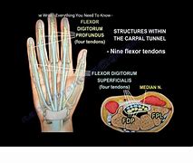 Image result for Volar Aspect Finger