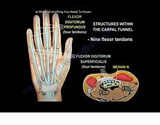 Image result for Volar and Dorsal Hand