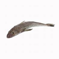 Image result for Calikuranchu Fish