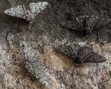 Image result for Peppered Moth Eggs