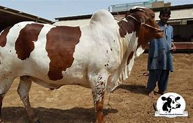 Image result for Prid Cattle