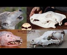 Image result for Wolf Skull vs Dog Skull