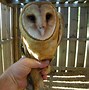 Image result for Barn Owl Family