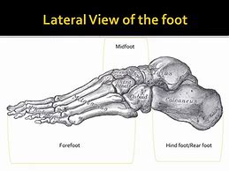 Image result for Medical Foot Anatomy