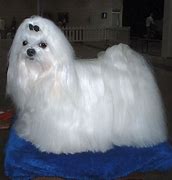 Image result for A Maltese Dog