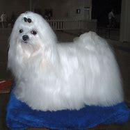 Image result for Long Haired Maltese Dog