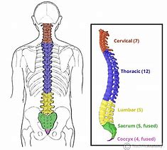 Image result for Vertebral Column and Spinal Nerves