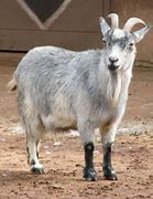 Image result for Pygmy Goat