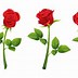 Image result for V for Victory Rose Image