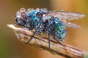 Image result for Macro Photography Natural Forms