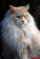 Image result for Male Cat with Mane