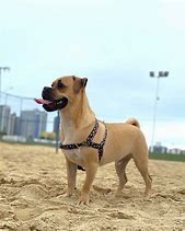 Image result for Pug Boxer Mix