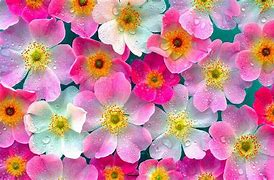 Image result for Fun Flowers Pink