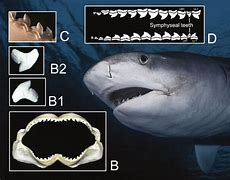 Image result for Tiger Shark Bite