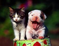 Image result for Smiling Cat and Dog Pictures