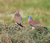 Image result for lesser kestrel habitat