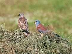 Image result for Lesser Kestrel Male