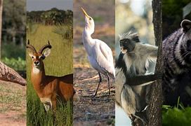 Image result for Buganda Clans