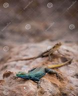 Image result for African Flat Lizard