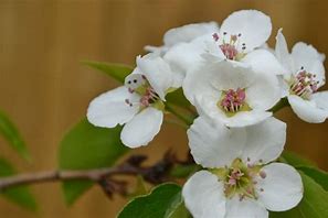 Image result for Flowers for Alberta