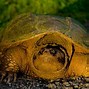 Image result for Turtle Age Chart