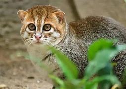 Image result for Cat Flat Tail