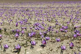 Image result for Growing Saffron