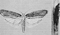 Image result for Indian Rice Moth