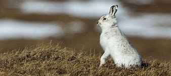 Image result for Hare in Highlands