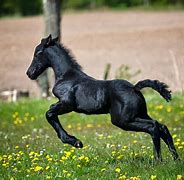 Image result for Best Horse Pics