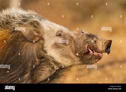 Image result for Bushpig